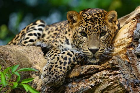 Animals wallpapers