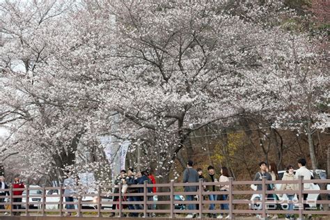 포토주말여행 대전동구 대청호 벚꽃축제