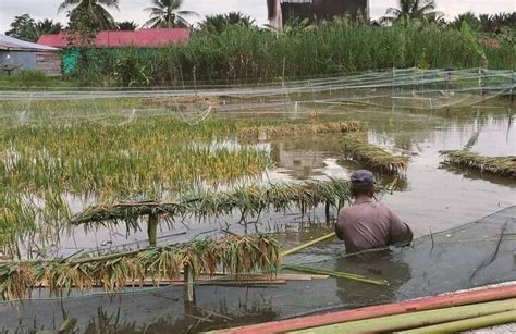 Banyaknya Alih Fungsi Lahan Pertanian Pemda Paser Bekali Petani Sarana