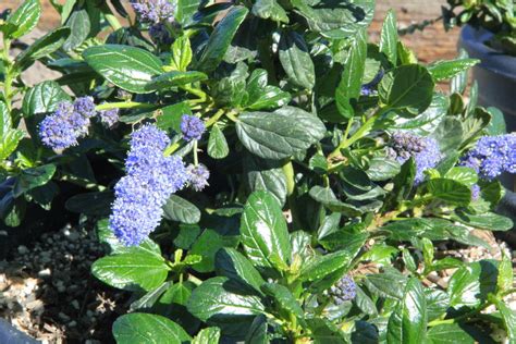 Live Yankee Point California Lilac Ceanothus Yankee Point Plant Fit