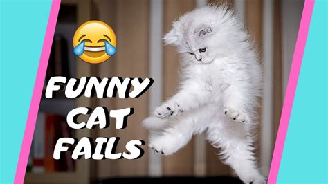 Funny CAT FAILS Try Not To Laugh Best CAT Compilation 1 YouTube