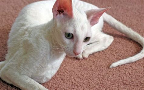 Tìm Hiểu Nguồn Gốc Mèo Cornish Rex đặc điểm Cách Nuôi Giá Bán