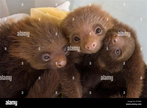 Hoffmann S Two Toed Sloth Choloepus Hoffmanni Orphaned Babies