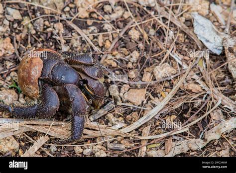 Closeup Of A Large Hermit Crab Crawling Across Ground Covered With