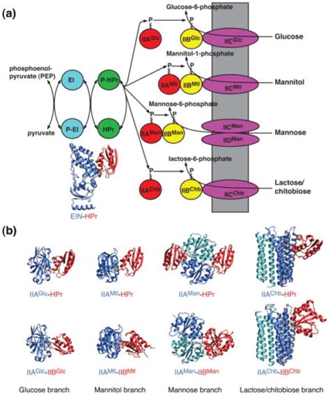 Group translocation - Definition and Examples - Biology Online Dictionary