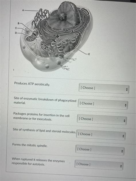 Solved O இயன Produces ATP aerobically Choose Site of Chegg