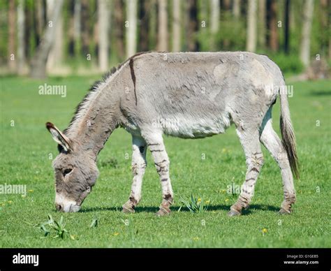 Donkey Eating Hi Res Stock Photography And Images Alamy
