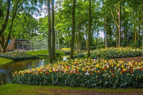 Tulipanes Rosas Y Negros Amarillos Cerca Del R O Keukenhof Park Lisse