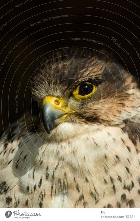 kestrel Falcon - a Royalty Free Stock Photo from Photocase