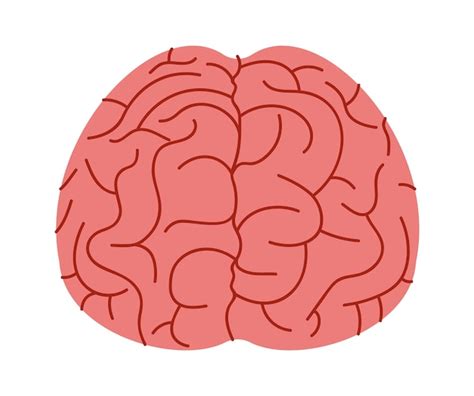 Premium Vector Human Brain Organ Vector Illustration