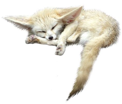 Png Fennec Fox By Estriella On Deviantart