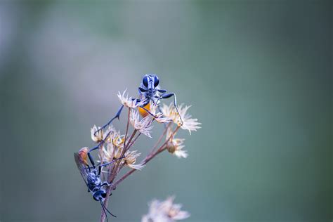 Free Images Natural Flower Pollinator Twig Arthropod Petal