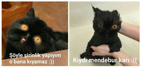 Dünyadan ilham verici merdiven örnekleri Türkonot Cats Animals