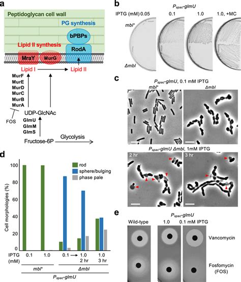 Udp Glcnac Synthesis Associates With Mbl Mutant Lethality A Schematic Download Scientific