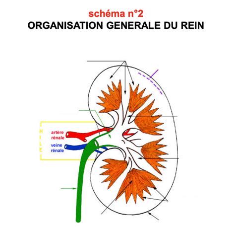 Diagramme de PHYSIOLOGIE RÉNALE Quizlet