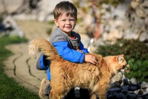 8 ПОДХОДЯЩИ ЗА ДЕЦА ПОРОДИ КОТКИ (С ИНФОРМАЦИЯ И СНИМКИ) - КОТКИ