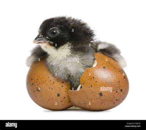 Chick Emerging From Egg Hi Res Stock Photography And Images Alamy