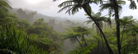 Self-Guided Rainforest Walks and Lookouts in the Daintree Rainforest - Heritage Lodge