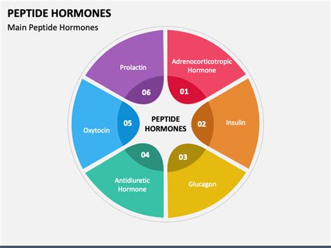 Peptide Hormones PowerPoint and Google Slides Template - PPT Slides