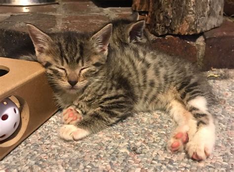 Lexi Female Domestic Short Hair Cat In Qld Petrescue