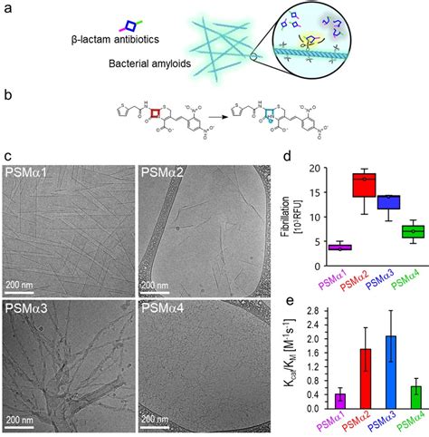 Staphylococcus aureus functional amyloids catalyze degradation of β