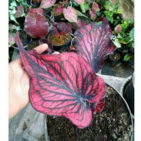 Jual Caladium Red Stone Keladi Hias Hybrid Umbi Shopee Indonesia