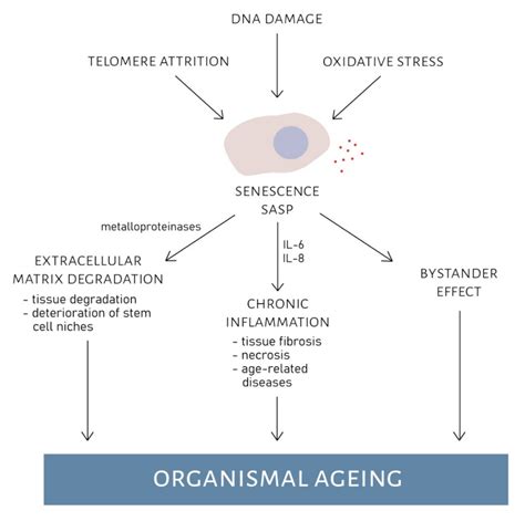 Cellular Senescence and its Mechanisms - The Science Notes