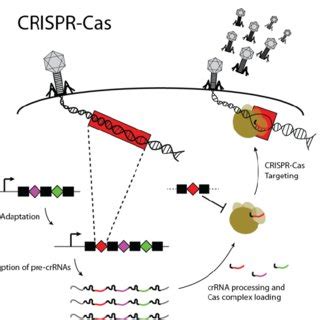 Schematic Summary Of Antiviral Defense Mediated By Crispr Cas Systems