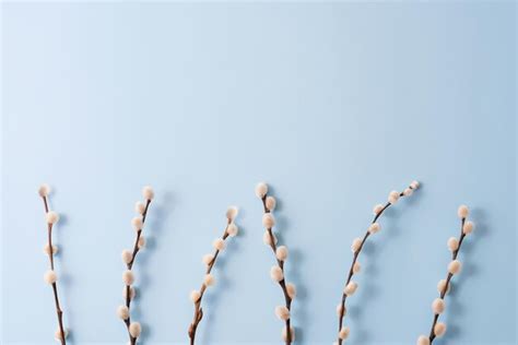 Premium Photo Top View Of Easter Composition With A Spring Branches Of Pussy Willow On A Blue