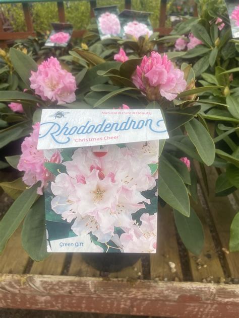 RHODODENDRON LARGE HYBRIDS (Mixed Varieties) - Heaton Park