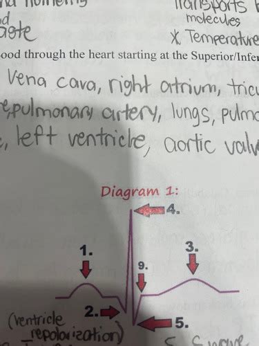 Exam 3 Review Flashcards Quizlet