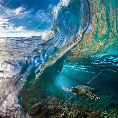 Sea Turtle Underwater in beautiful ocean environment — Stock Photo ...