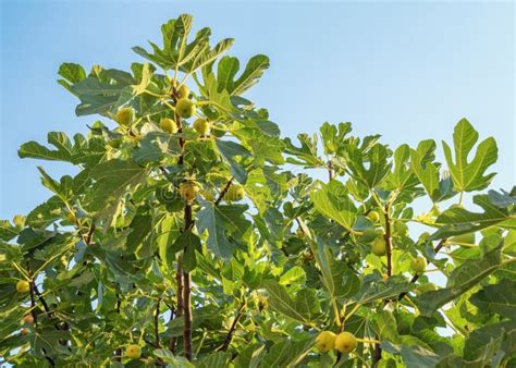 Ramas De Fig Tree Ficus Carica Con Hojas Verdes Y Fruta Imagen De