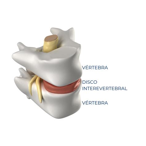 Disco Intervertebral Fun O Problemas E Tratamentos