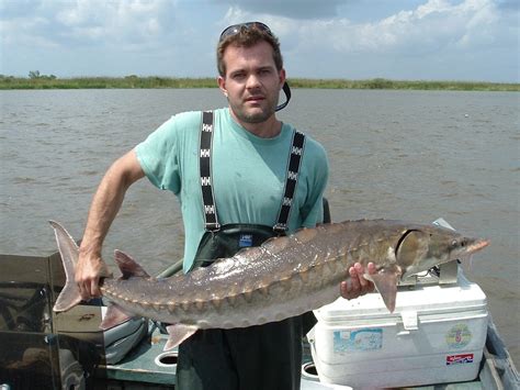 Shortnose Sturgeon