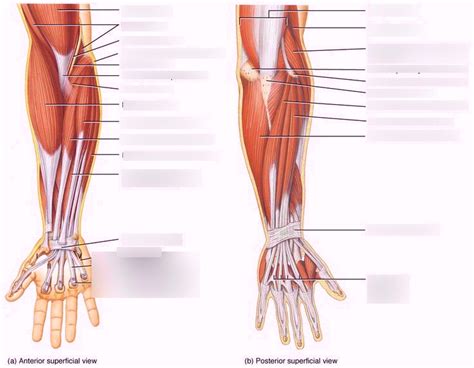 Study Guide For Muscles Of Lower Arm Diagram Quizlet