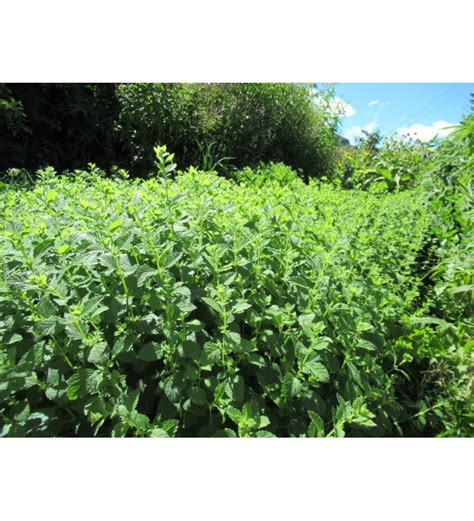 Lemon Balm
