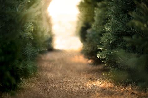 Christmas Tree Lot Backdrop Digital Photoshop Background Etsy