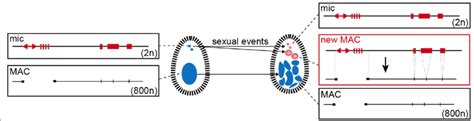 Nuclear Dimorphism And Programmed Dna Elimination In Paramecium Download Scientific Diagram