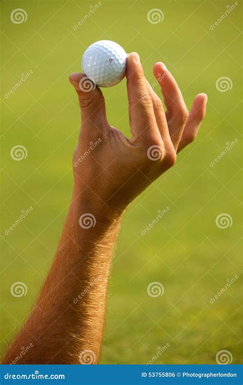 Primer De La Mano Humana Que Sostiene La Pelota De Golf Foto De Archivo