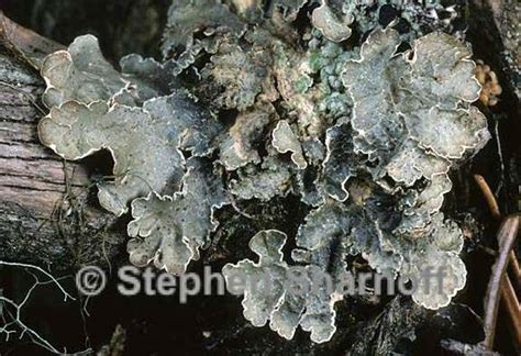 Nephroma Occultum