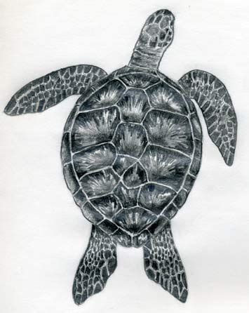 How To Draw A Realistic Sea Turtle