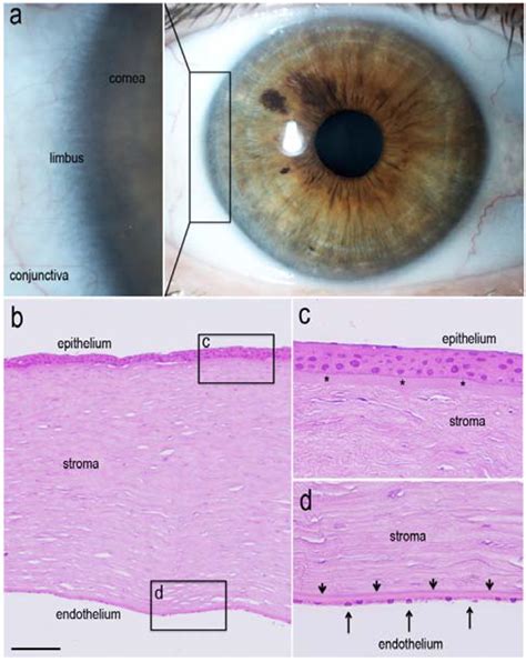 Jcm Free Full Text Potential Role Of Induced Pluripotent Stem Cells