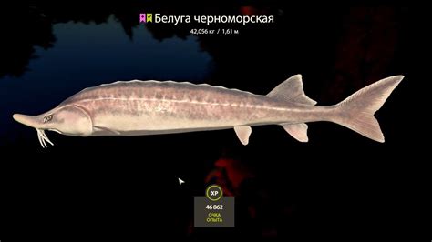 Русская рыбалка 4 (RF4): Белуга черноморская (Black Sea Beluga), 42,056 ...