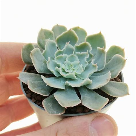 Echeveria Shaviana Hime Cm Crassulaceae Giromagi Vendita