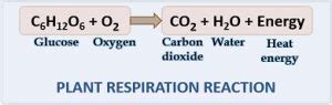 What is Respiration in Plants? Definition, Cycle, Process, Types ...