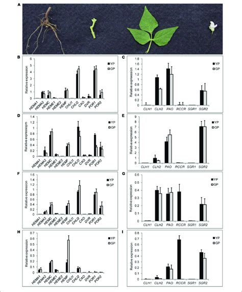 Transcription Levels Of Degs Involving In Chlorophyll Synthesis