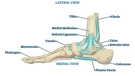 Deltoid Ligament Ankle Sprain