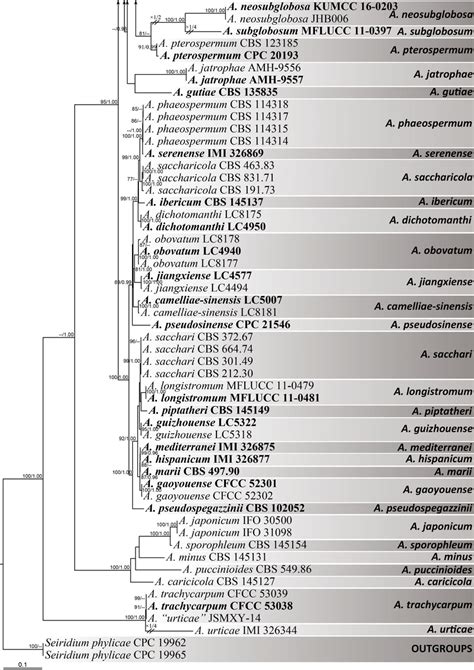 Maximum Likelihood Phylogenetic Tree Generated By Raxml Based On Its