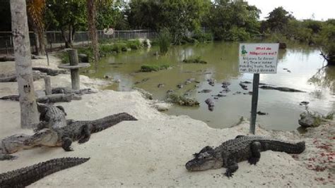 Everglades Alligator Farm Homestead 2020 Qué Saber Antes De Ir Lo